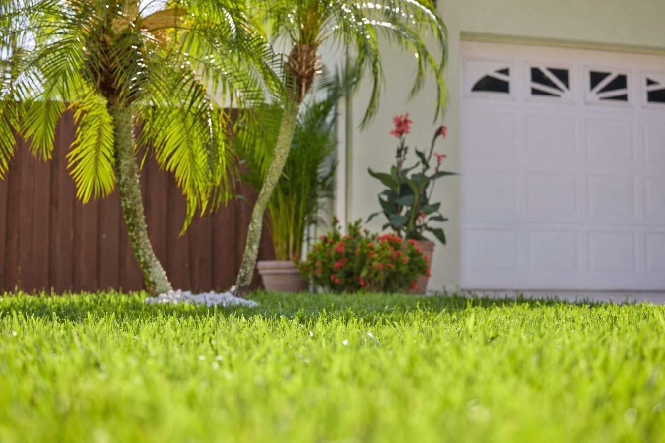 Drought-tolerant turf in Manteca, CA